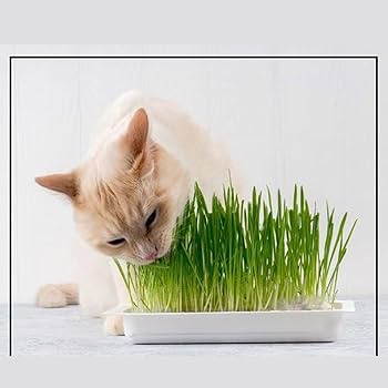 Cat Bowl Cat Grass Box Grass Sprouting Tray Nursery Cat Plant Cat Feeder Green catnip