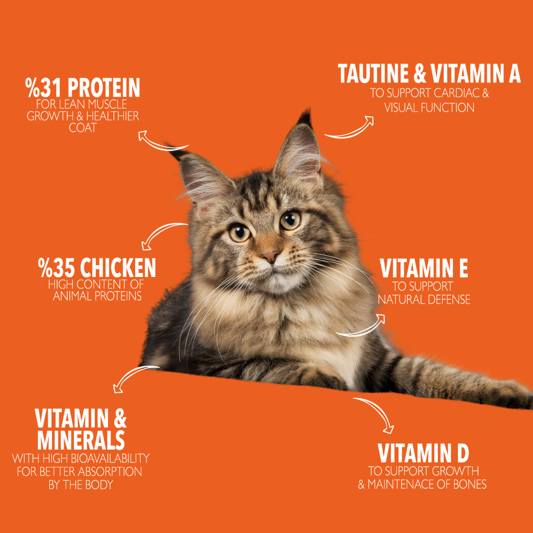 Legends Wholesome Chicken Feed For Adult Cats 10KG