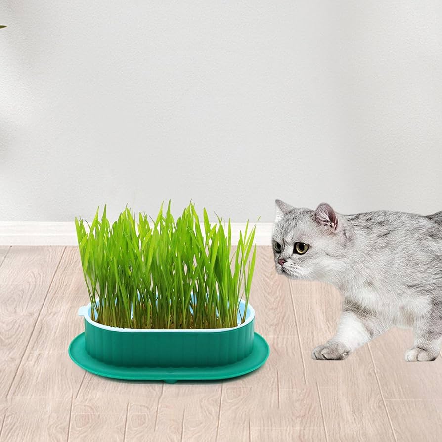 Cat Bowl Cat Grass Box Grass Sprouting Tray Nursery Cat Plant Cat Feeder Green catnip