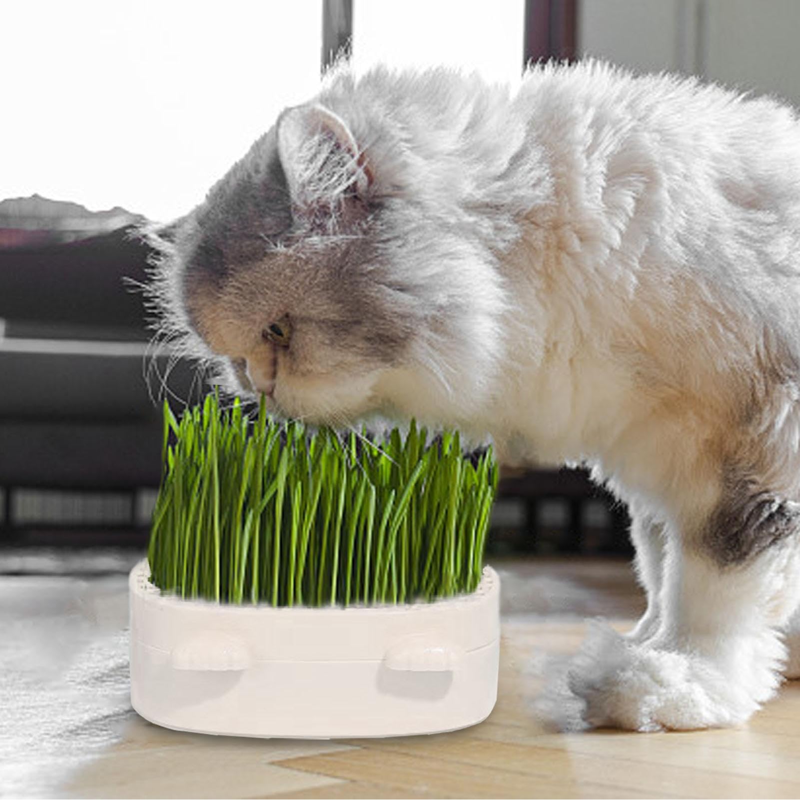 Cat Bowl Cat Grass Box Grass Sprouting Tray Nursery Cat Plant Cat Feeder Green catnip